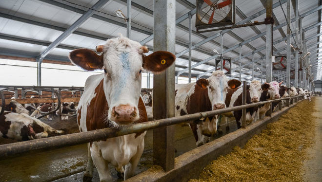Выбор молока у сельскохозяйственных предприятий